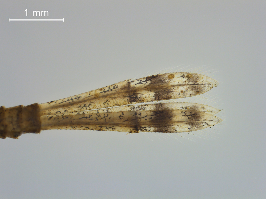 Erythromma najas